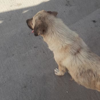 Has Diyarbakır Turizm Mağduriyet Ve Hak Talebi