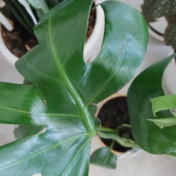 ÇiçekSepeti Çiçeğin Yaprağı Kopmuş Ve Çiçek Solmuştu