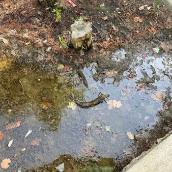 İhlas Armutlu Tatil Köyü Fiyatlar Kat Kat Arttırılmış, Hizmet Düşmüş