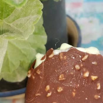 Algida Classics Antep Fıstıklı Dondurmada Saç Çıkması