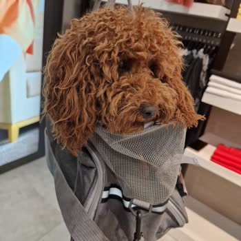 Özdilek'te Ev Hayvanı İle Kendi Çantasında Alışveriş.