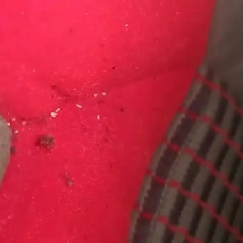 Mersin Nur Turizm Tahta Kurusu İle Otobüs Yolculuğu