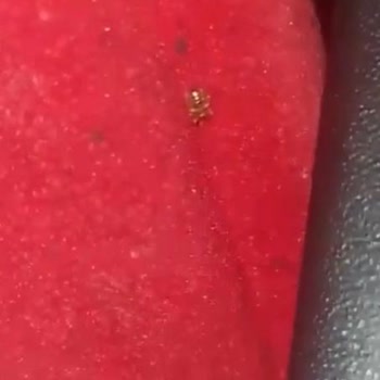 Mersin Nur Turizm Tahta Kurusu İle Otobüs Yolculuğu