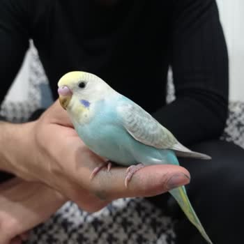 Ayfer Eczanesi (Toroslar) Yanlış İlaç Satması