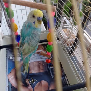 Ayfer Eczanesi (Toroslar) Yanlış İlaç Satması