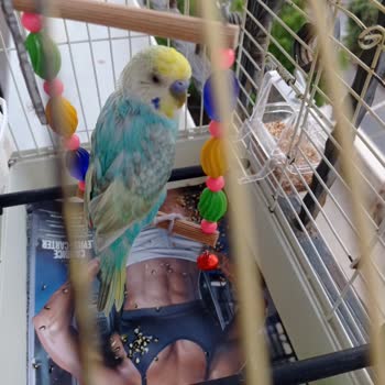 Ayfer Eczanesi (Toroslar) Yanlış İlaç Satması