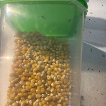 Yayla Patlayan Mısırda Güvelenme Oldu