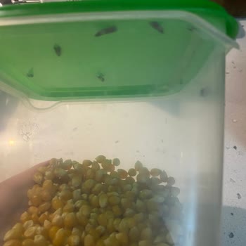 Yayla Patlayan Mısırda Güvelenme Oldu