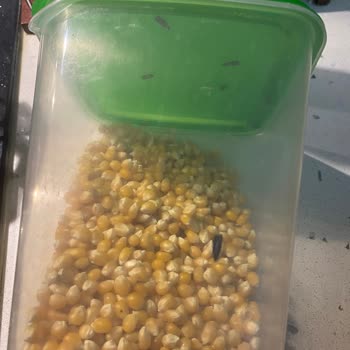 Yayla Patlayan Mısırda Güvelenme Oldu