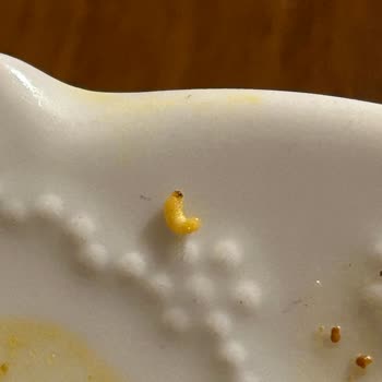 İndomie Noodle İçinden Kurt Çıkması