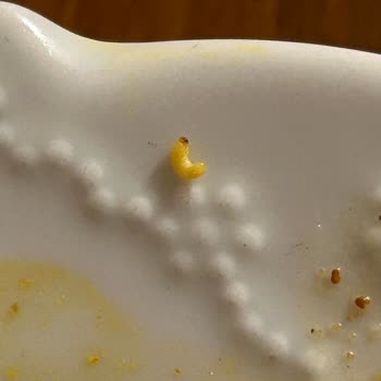 İndomie Noodle İçinden Kurt Çıkması