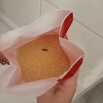 Filiz Makarna İrmik Kutusundan Böcek Çıktı