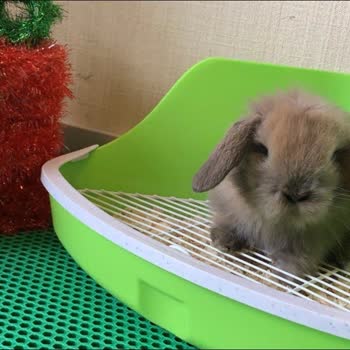 Kemirgensahiplen.com Aldığım Lop Tavşanı Çabuk Büyüdü