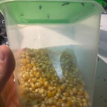 Migros Yayla Marka Bakliyat Güvelenme
