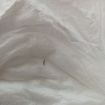 Baby Turco Bebek Bezinin İçinde Sinek Var