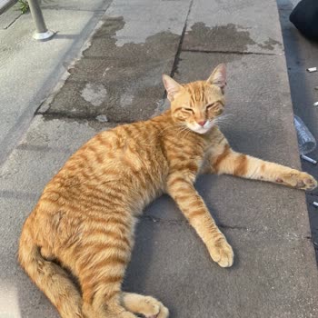 Sultangazi Belediyesi Sultangazi Bld. Veteriner