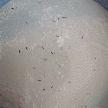 A101 Yeğenler Un Kurtlu