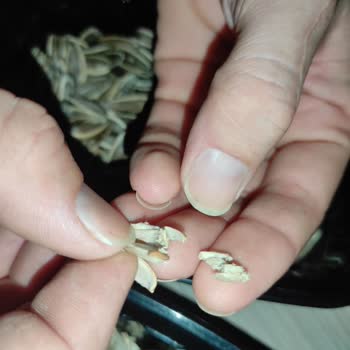 Tuğba Kuruyemiş Kurt Ve Böcekler Dolu