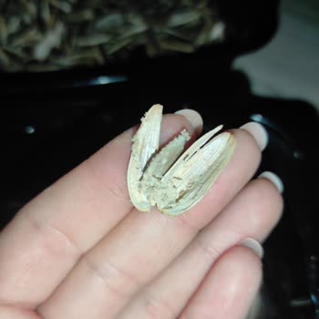 Tuğba Kuruyemiş Kurt Ve Böcekler Dolu