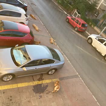 Çankaya Belediyesi Köpek Saldırısı