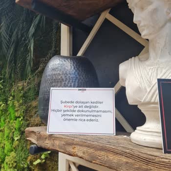 Kirpi Cafe Kirpi Suadiye Şubesi Kedilerin Beslenmesine Engel Oluyor.