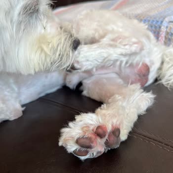 Pet Stylist Ceren Ünal İşkence, Yarım İş Tam Ücret