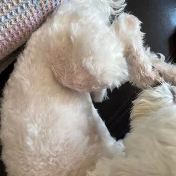 Pet Stylist Ceren Ünal İşkence, Yarım İş Tam Ücret