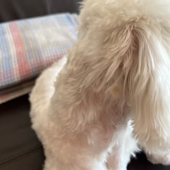 Pet Stylist Ceren Ünal İşkence, Yarım İş Tam Ücret