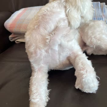 Pet Stylist Ceren Ünal İşkence, Yarım İş Tam Ücret