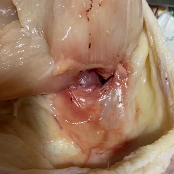 HasTavuk Kötü Kusurlu Tavuk