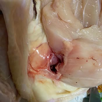 HasTavuk Kötü Kusurlu Tavuk