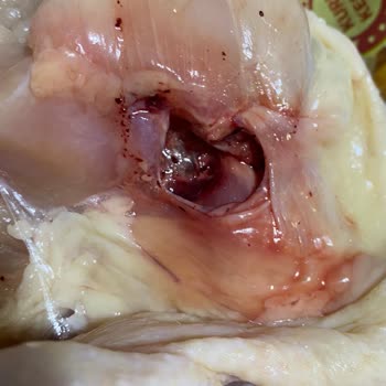 HasTavuk Kötü Kusurlu Tavuk