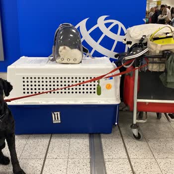 Sunexpress Hava Yolları Londra Gatwick-Dalaman Uçuşuna Pet Bileti Satıp Uçağa Kabul Etmediler!