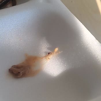 Eskişehir Yunus Emre Devlet Hastanesi Yemek Sorunu