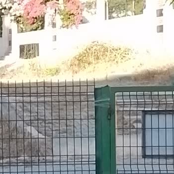 Çeşme Belediyesi Sokak Otlarından Doğan Tehlike