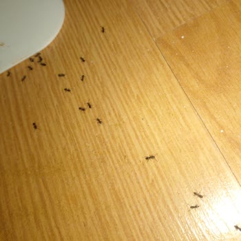 İzmir Büyükşehir Belediyesi Evimizi Karınca Bastı Artık Bir İcraat Gösterilsin