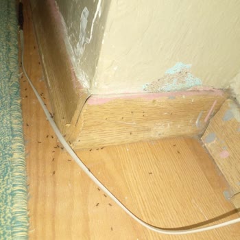 İzmir Büyükşehir Belediyesi Evimizi Karınca Bastı Artık Bir İcraat Gösterilsin