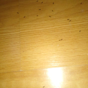 İzmir Büyükşehir Belediyesi Evimizi Karınca Bastı Artık Bir İcraat Gösterilsin