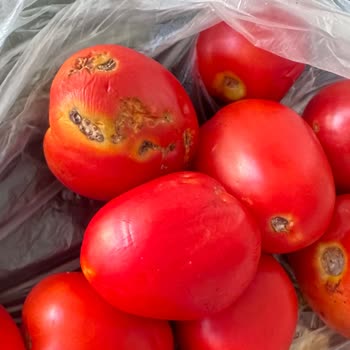 Trendyol Hızlı Market Bozuk Ve Kokmuş Ürün