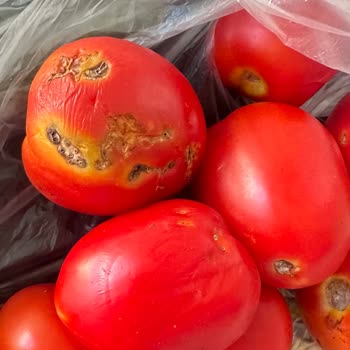 Trendyol Hızlı Market Bozuk Ve Kokmuş Ürün