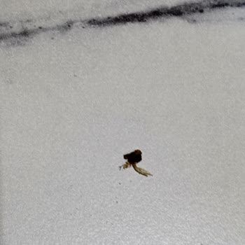 Lays Cipsin İçinden Böcek Çıktı