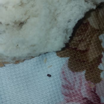 Barbaros Ekmek Fırını Ekmekten Böcek Çıktı