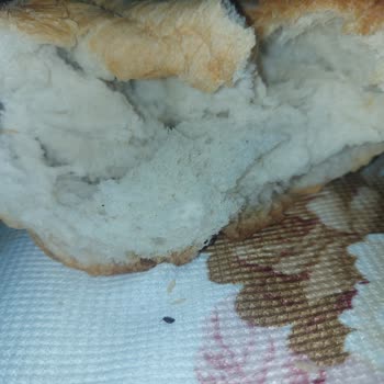 Barbaros Ekmek Fırını Ekmekten Böcek Çıktı