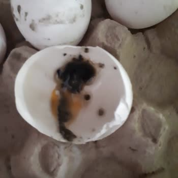 Kumbasar Yumurta Altıntepe Kim Market Çürük Yumurta