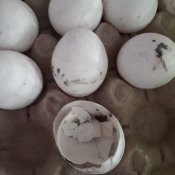 Kumbasar Yumurta Altıntepe Kim Market Çürük Yumurta