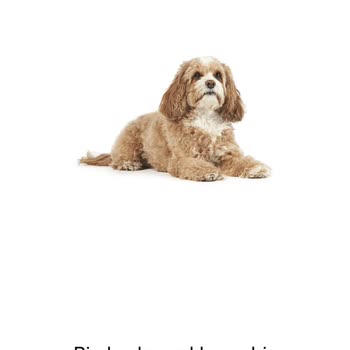 Amazon'un Hayal Kırıklığı