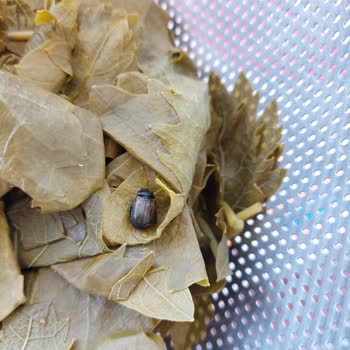 Salkım Gıda Erek Tokat Yaprağı İçinden Böcek Çıktı