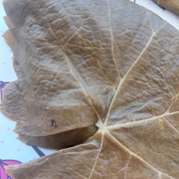 Salkım Gıda Erek Tokat Yaprağı İçinden Böcek Çıktı