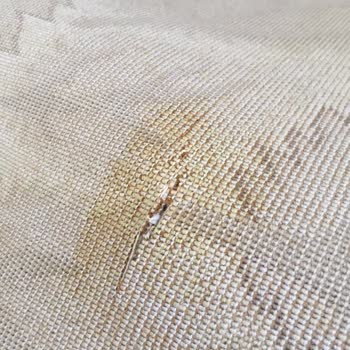 Bıcı Bıcı Halı Yıkama Halım Kesik Geldi