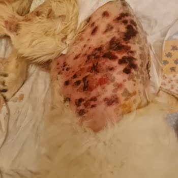 Anatolia Hayvan Hastanesi Köpeğimizin Tedavisiyle İlgili Sorunlar